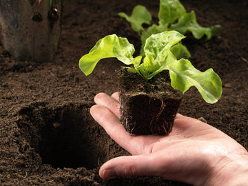 gezonde planten kweken in de beste aarde