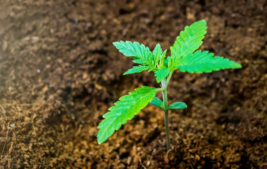 Welche Erde eignet sich für den Anbau von Cannabis?