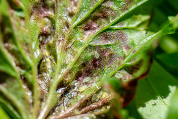 schimmel op eigen gekweekte planten