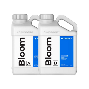 Athena Bloom A+B