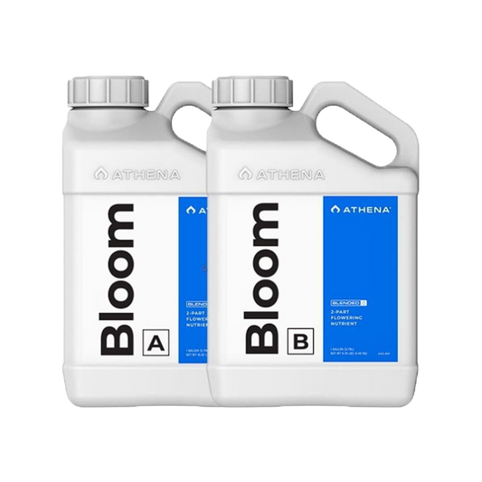 Athena Bloom A+B